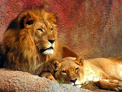 brown lion and lioness, lion, couple, mane, predators, big cat, HD wallpaper HD wallpaper