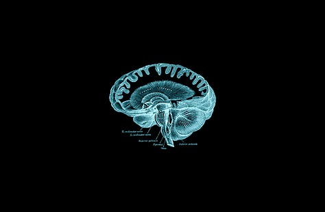 мозък, Анатомия на Грей (книга), анатомия, тъмно, HD тапет HD wallpaper