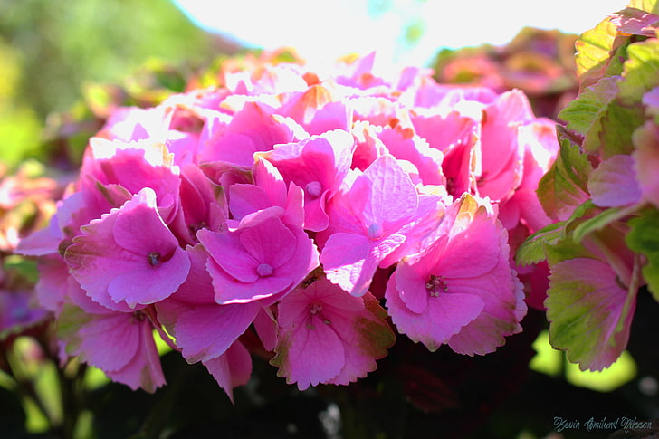 Blumen, bunt, Sommer, HD-Hintergrundbild