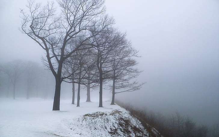 Зимна мъгла, зима, дървета, сняг, мъгла, HD тапет