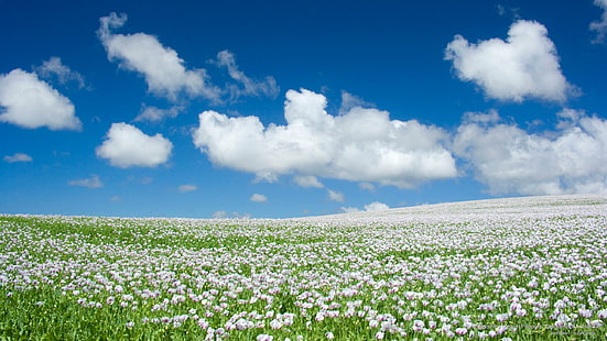 Blooming Opium Poppies, Tasmanie, Australie, Fleurs / jardins, Fond d'écran HD HD wallpaper