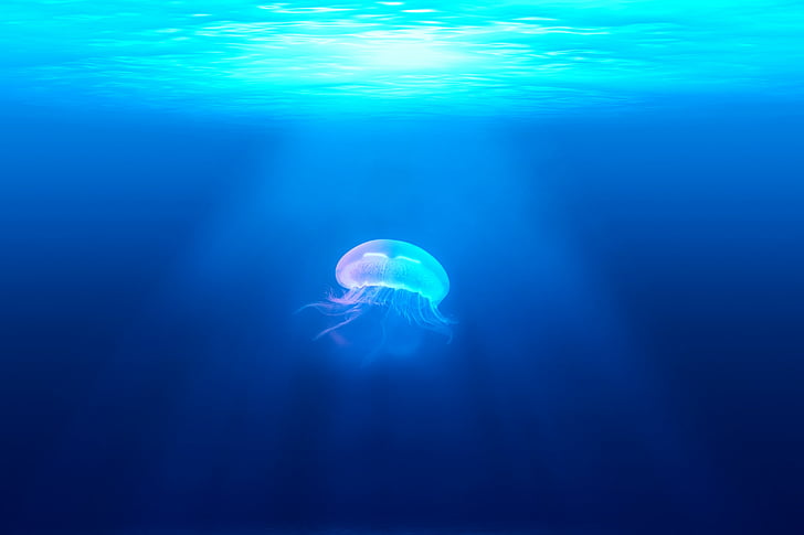 meduse blu e rosa su acqua, meduse, sott'acqua, HD, Sfondo HD