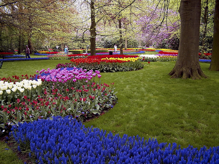 różnokolorowe kwiaty z płatkami, muscari, tulipany, kwiaty, trawniki, malarstwo, park, wiosna, Tapety HD