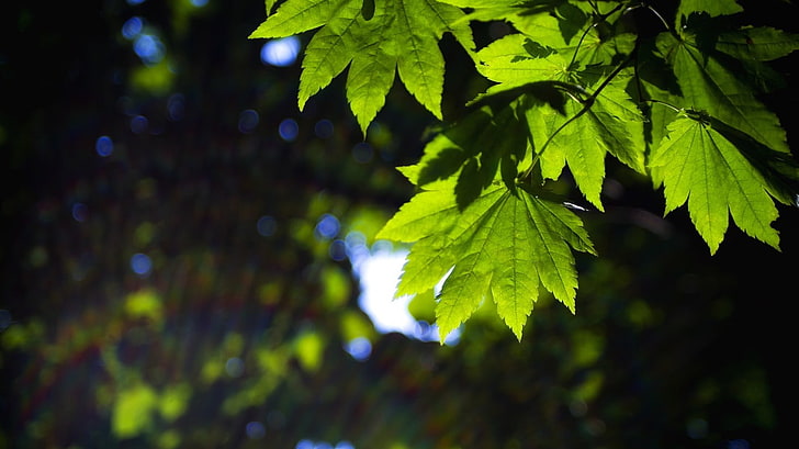 พืชใบสีเขียวธรรมชาติใบไม้ป่า, วอลล์เปเปอร์ HD