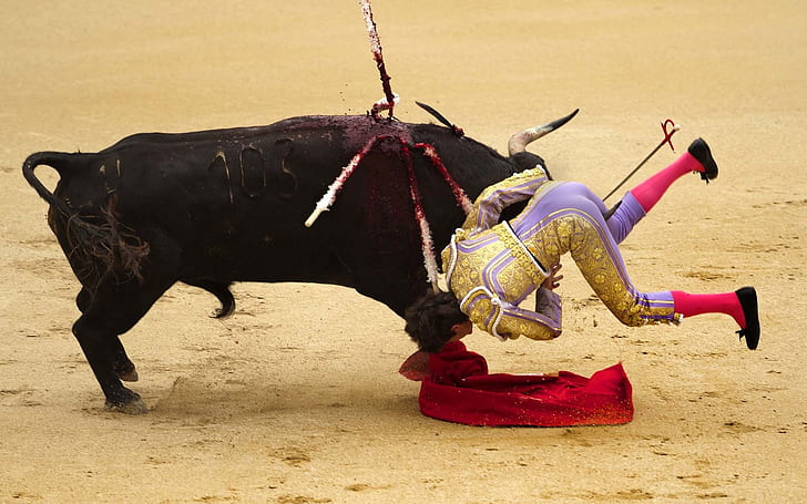 Bullfighting HD, sports, bullfighting, HD wallpaper