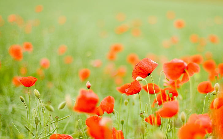 Fields Od Poppy, giacimento di fiore rosso del papavero, natura, campi, papavero, erba, fiori, 3d ed estratto, Sfondo HD