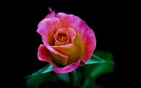 Една розова роза отблизо, черен фон, розово-жълта роза, Една, розова, роза, цвете, черна, фон, HD тапет HD wallpaper