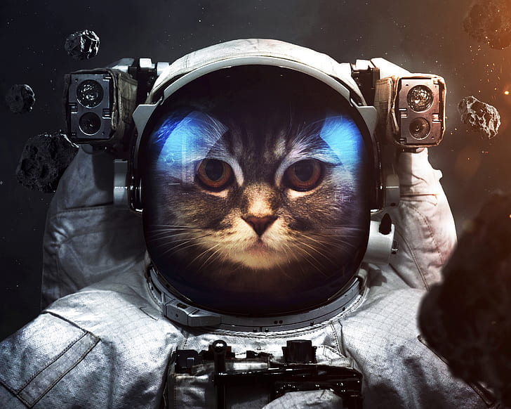 gato, cosmonauta, traje espacial, espaço, HD papel de parede