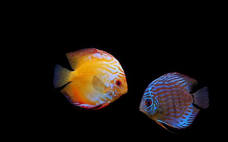 two brown and yellow discus fish, fish, strips, darkness, diskus, HD wallpaper