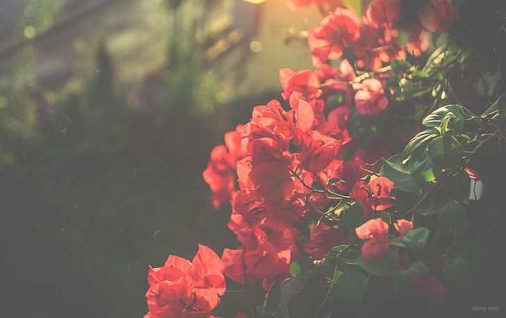 bunga-bunga indah, matahari sore, foto lama, model tahun, Wallpaper HD
