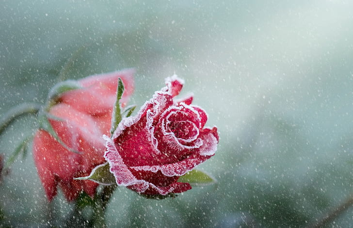 flower, snow, rose, HD wallpaper