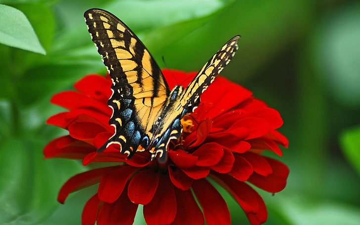 Пеперуда червено цвете-2017 животински тапет, HD тапет