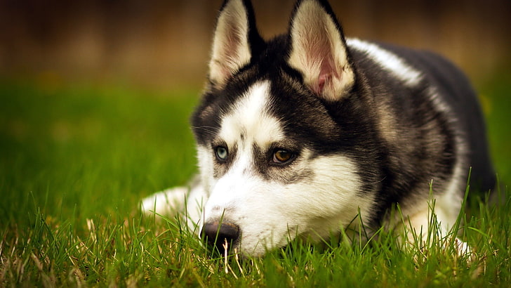 ไซบีเรียนฮัสกี้สีดำและสีขาวตัวเต็มวัยกับ heterochromia iridum สุนัขไซบีเรียนฮัสกี้, วอลล์เปเปอร์ HD