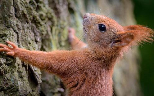 Squirrel, tree, bark, brown squirrel, Squirrel, Tree, HD wallpaper HD wallpaper