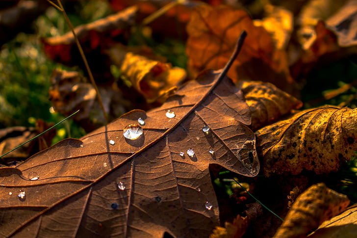 clear water drops on brown dried leaf, clear, water, drops, brown, dried, Leaf, Makro, Warm, Waterdrop, autumn, nature, season, yellow, forest, outdoors, october, orange Color, close-up, tree, HD wallpaper
