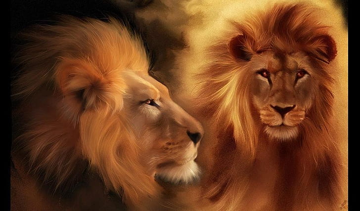 lwy Zwierzęta piękna para oczy Head lion HD, animals, beautiful, lion, eyes, couple, head, lions, Tapety HD