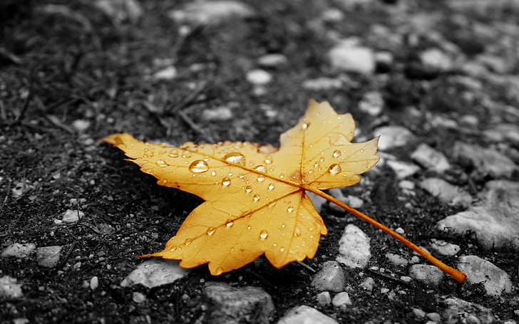 feuille d'érable marron, asphalte, pluie, jaune, gouttes, feuilles, automne, Fond d'écran HD