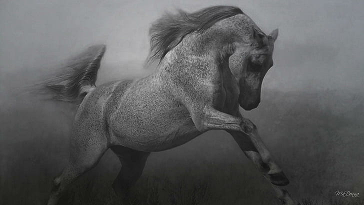 Cavalo no preto branco # 3, persona do firefox, resumo, cavalo, preto e branco, widescreen, corrida, animais, HD papel de parede