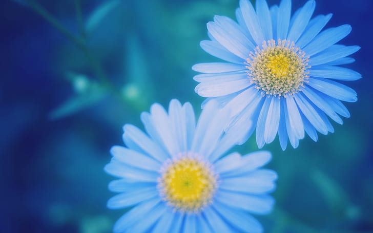 Blue daisies blurred close-up, Blue, Daisies, Blurred, HD wallpaper