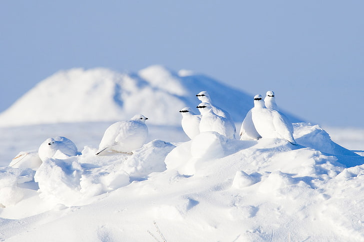 stormo di uccelli bianchi, neve, inverno, bianco, uccelli, animali, Sfondo HD