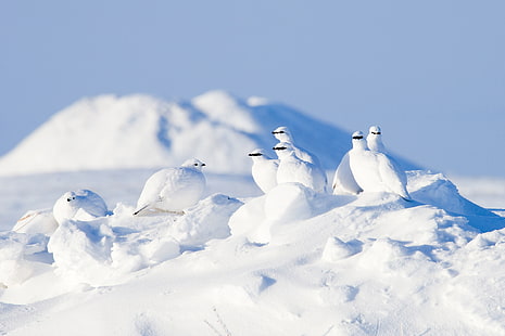 flock of white birds, snow, winter, white, birds, animals, HD wallpaper HD wallpaper