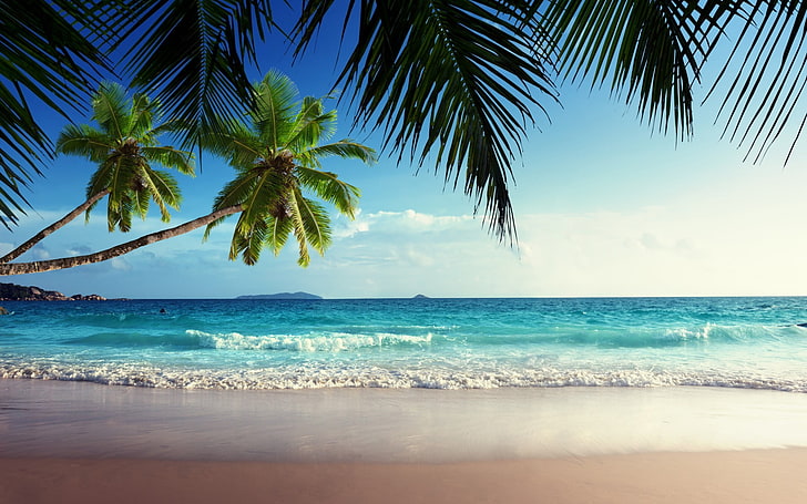 зелено кокосово дърво и кафяво море, плаж, пясък, палми, тропически, небе, хоризонт, HD тапет