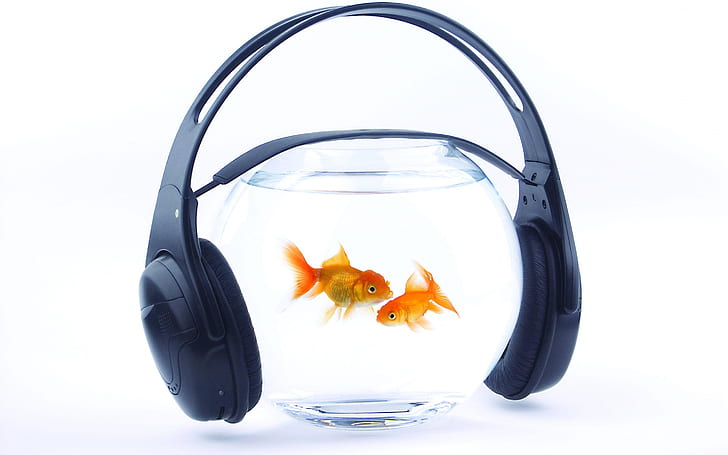 Музыка для рыб, рыбки, аквариум, HD обои