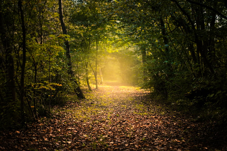 Autumn, Mystic, Forest, Path, Foliage, 5K, HD wallpaper