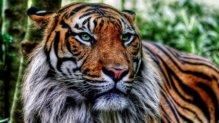 yellow tiger, tiger, animals, big cats, HD wallpaper