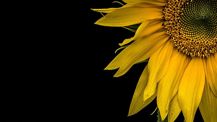 Makro, Hintergrund, Sonnenblume, HD-Hintergrundbild