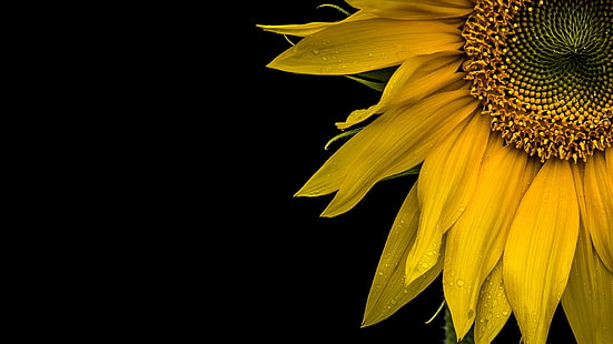 makro, latar belakang, bunga matahari, Wallpaper HD HD wallpaper
