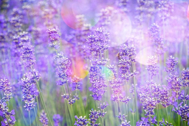 Bunga, Lavender, Bokeh, Bunga, Alam, Bunga Ungu, Wallpaper HD