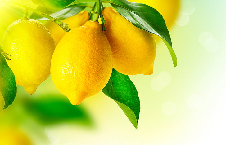 manojo de limones, hojas, macro, amarillo, limón, fruta, Fondo de pantalla HD