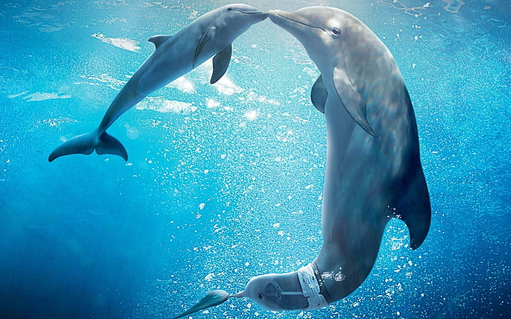 dolphin  desktop backgrounds, HD wallpaper
