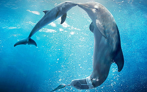 fondos de escritorio de delfines, Fondo de pantalla HD HD wallpaper