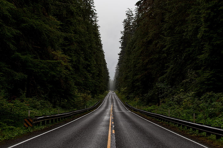 strada asfaltata nera, strada, foresta, monsone, Sfondo HD