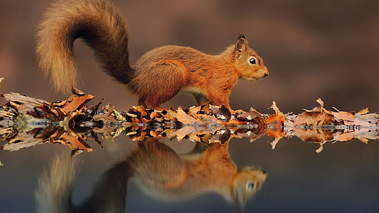 Wasser Herbst Tiere Blätter Eichhörnchen Tiere Eichhörnchen HD Art, Herbst, Wasser, HD-Hintergrundbild HD wallpaper