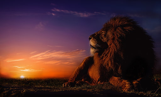 ライオン、太陽、大きな猫、動物、哺乳類、 HDデスクトップの壁紙 HD wallpaper