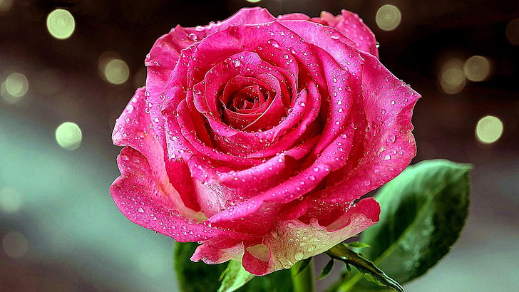 gouttes, rose, rosée, rose rose, roses de jardin, flore, lumières, éclat, fermer, gouttes d'eau, pétale, plante, macro photographie, Fond d'écran HD