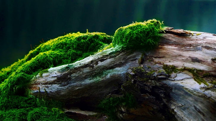 Bark, Moss, Tree, Cover, HD wallpaper