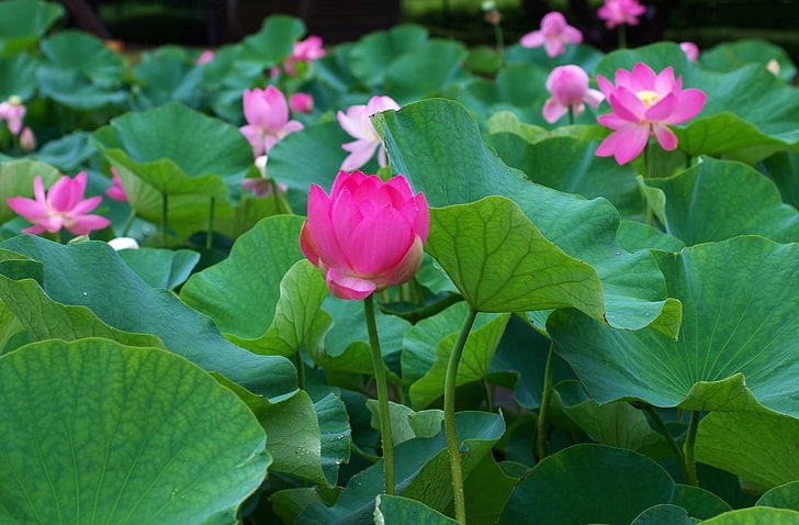 fleur de lotus pourpre, lotus, feuilles, plusieurs, étang, Fond d'écran HD