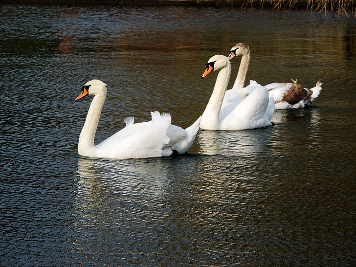 animal, animal photography, beautiful, birds, elegant, elegant swans, lake, nature, nature park, nature photography, swans, white swans, HD wallpaper