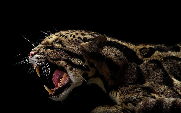 Tiere, schwarz, Jaguare, HD-Hintergrundbild