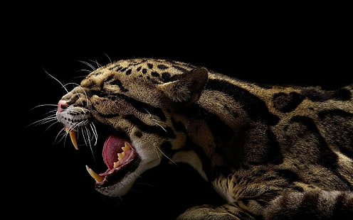 animales, negros, jaguares, Fondo de pantalla HD HD wallpaper