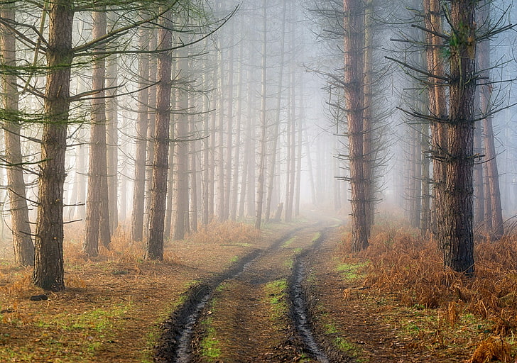мъгла, черен път, дървета, природа, HD тапет