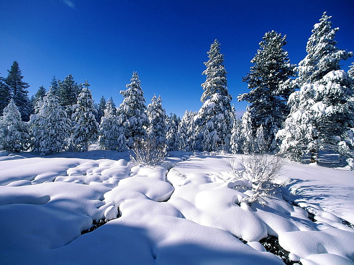 white snow, pines, snow, snowdrifts, river, water, HD wallpaper