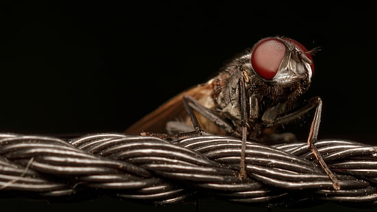 ธรรมชาติแมลงแมโครแมลงวัน, วอลล์เปเปอร์ HD HD wallpaper