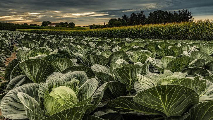 field, nature, cabbage, HD wallpaper