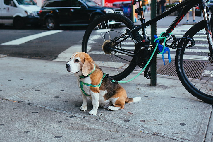 erwachsener weißer, brauner und schwarzer beagle, beagle, welpe, sitzend, leine, HD-Hintergrundbild