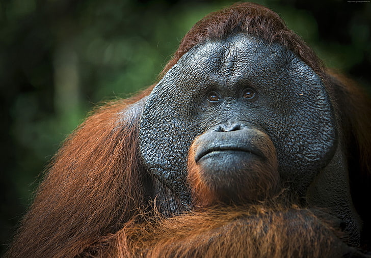 brown, 4K, Orangutan, HD wallpaper